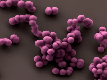 Staphylococcus staphylocoque - Institut Pasteur