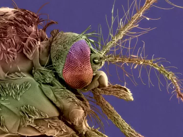 Aedes albopictus dengue chikungunya - Institut Pasteur