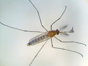 Moustique Culex - Institut Pasteur