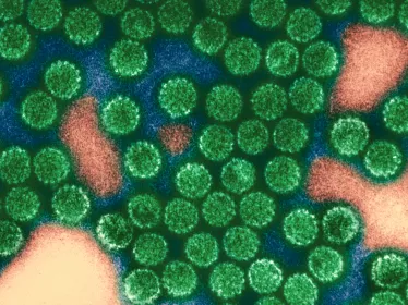 Fiche Maladie - Papillomavirus - Institut Pasteur