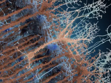 Néo-neurones - Institut Pasteur