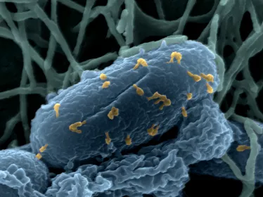 Bactériophage E. Coli - Institut Pasteur