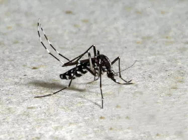 Aedes albopictus - Institut Pasteur