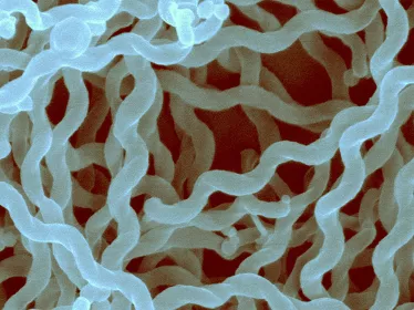 Leptospirose - Institut Pasteur