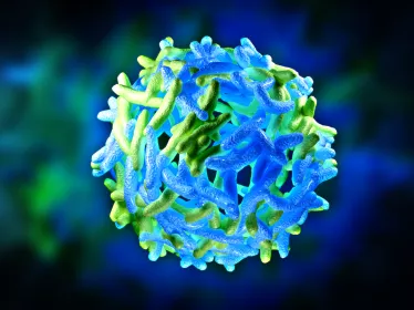institut pasteur - yellow fever
