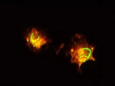 Infection de macrophage par le virus de la fièvre de la vallée du Rift.