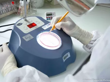 Numération de colonies de Yersinia pestis à partir d’une culture directe sur milieu sélectif CIN