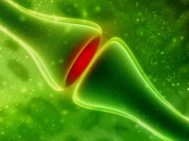 Institut Pasteur - synapses - neuroscience