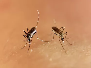 Aedes aegypti - Institut Pasteur
