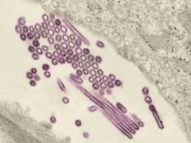 Mooc emerging viruses Institut Pasteur