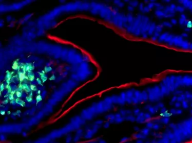 Découverte d’une fonction mémoire de l’immunité innée intestinale