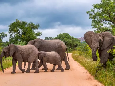 Eswatini (ex Swaziland) photo illustrative, groupe d'éléphants