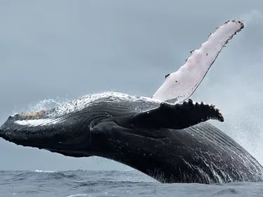 Photographie illustrative des îles Tonga, baleine à bosse