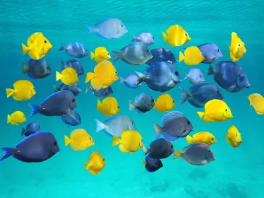 Photo sous-marine - Poissons exotiques, Saint-Martin