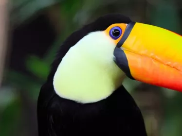 Photo illustrative Toucan - Guyane