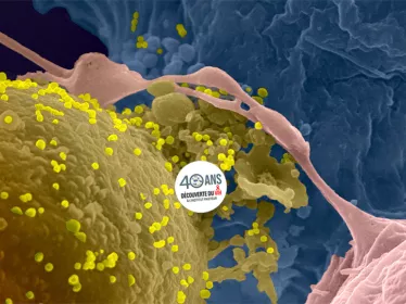La transmission du VIH-1 de cellule à cellule - Institut Pasteur