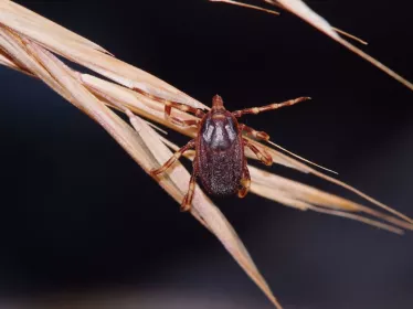 Hyalomma marginatum