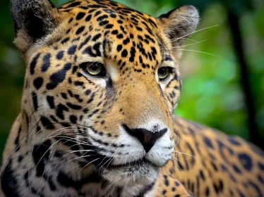 Photo illustrative - Bélize- jaguar