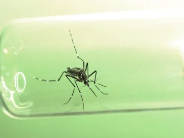 Moustique Aedes aegypti femelle