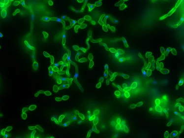 Candida albicans en microscopie à fluorescence © Institut Pasteur/Fabien Cottier et Emmanuelle Perret