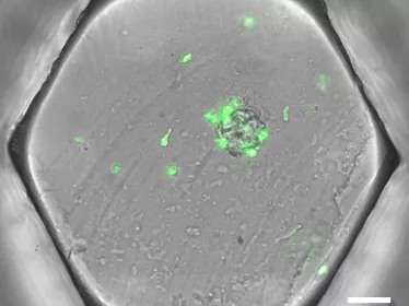 microfluidique copyright Institut Pasteur