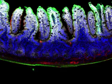 Toxine botulique dans intestin de souris 