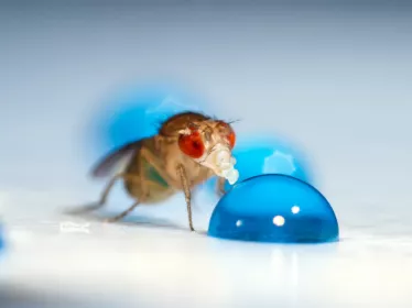 Drosophile copyright Institut Pasteur 