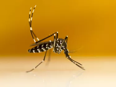 Moustique - Aedes albopictus © Gordon Zammit
