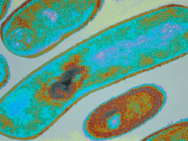 Listeria copyright Institut Pasteur