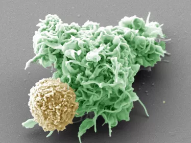 Interaction entre un lymphocyte et une cellule dendritique © Institut Pasteur