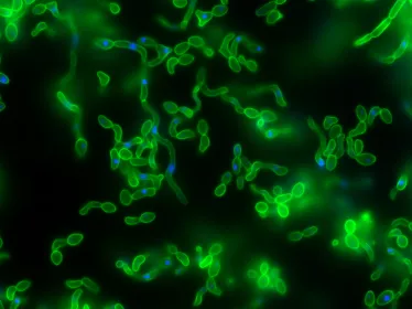 Candida albicans