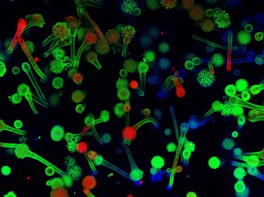 Têtes aspergillaires d'Aspergillus fumigatus en milieu aérien