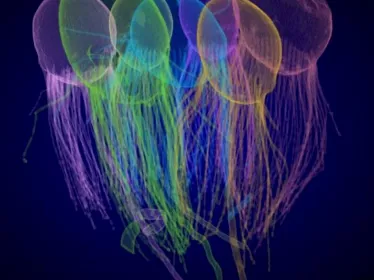 Reconstitution 3D d'une colonie de choanoflagellés Choanoeca flexa imagée par FIB-SEM (Focused Ion Beam - Scanning Electron Microscopy). Ici la colonie est montrée en conformation “flagelles-dedans”.