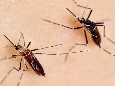 Moustiques Aedes aegypti - Aedes aegypti mosquitoes.