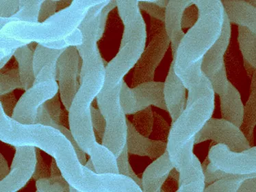 Les leptospires appartiennent au phylum des spirochètes et sont constitués de bactéries saprophytes et pathogènes. 