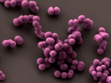 Cellules de staphylocoque doré, Staphylococcus aureus, se divisant et restant associées en amas caractéristiques (grappes de raisin). 