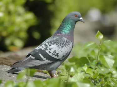Photo d'un pigeon