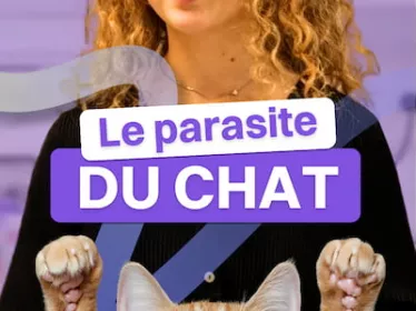 Le parasite du chat