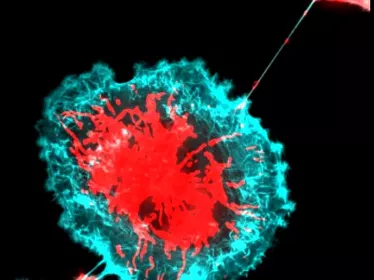 Transfert mitochondrial via un TNT entre des cellules en culture 2D 