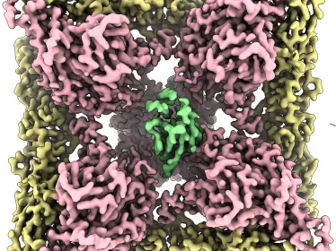 Cartes de densité obtenues par cryo-microscopie électronique montrant la protéine d'enveloppe du virus Andes liée à son récepteur cellulaire, le PCDH1. - Density maps obtained by cryo-electron microscopy showing the Andes virus envelope protein bound to its cellular receptor, PCDH1.