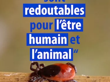 Les tiques