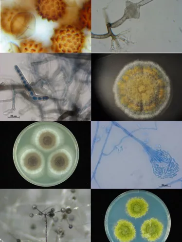 Medical Mycology