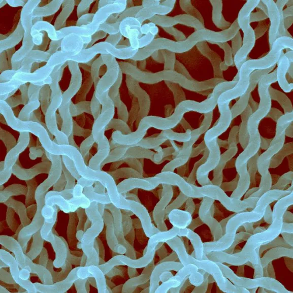 CCOMS Leptospirose