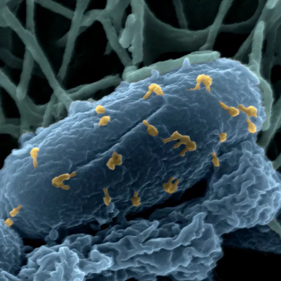 Bactériophages sur la bactérie Escherichia coli