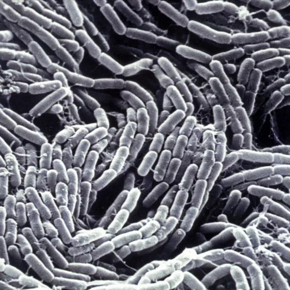 Bacillus thuringiensis. Bacille Gram positif, aérobie et sporulé. Bactérie qui fabrique une toxine utilisée pour la lutte biologique contre les insectes en particulier les chenilles de lépidoptères. Vue en microscopie électronique à balayage.