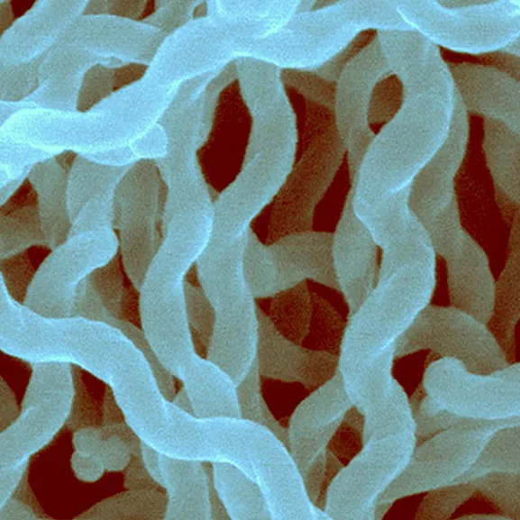 Les leptospires appartiennent au phylum des spirochètes et sont constitués de bactéries saprophytes et pathogènes. 