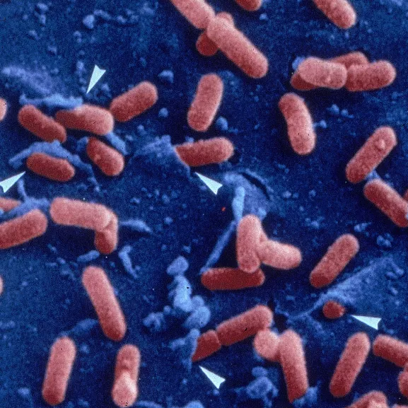Entrée de Listeria dans une cellule épithéliale.