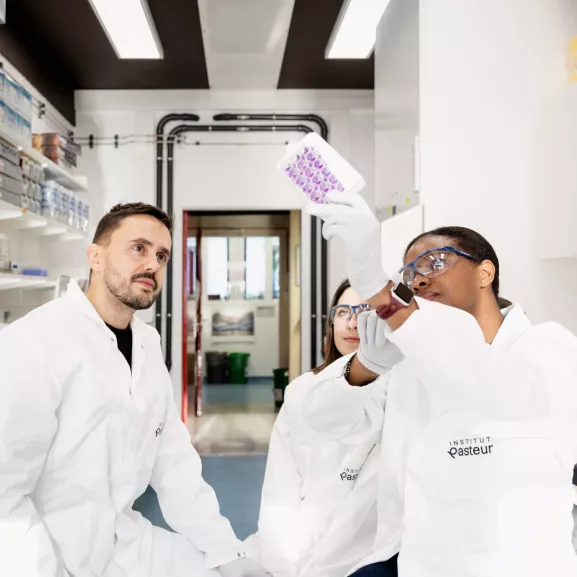 Reportage dans l'unité à 5 ans Signalisation antivirale. Observation d’une plaque de titrage viral par essai de plaque de lyse. Cette technique permet de déterminer le nombre de particules virales infectieuses (virus Zika) dans un volume donné.