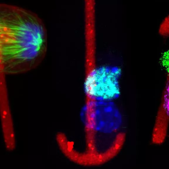 biologie du developpement cellules souches en microscopie