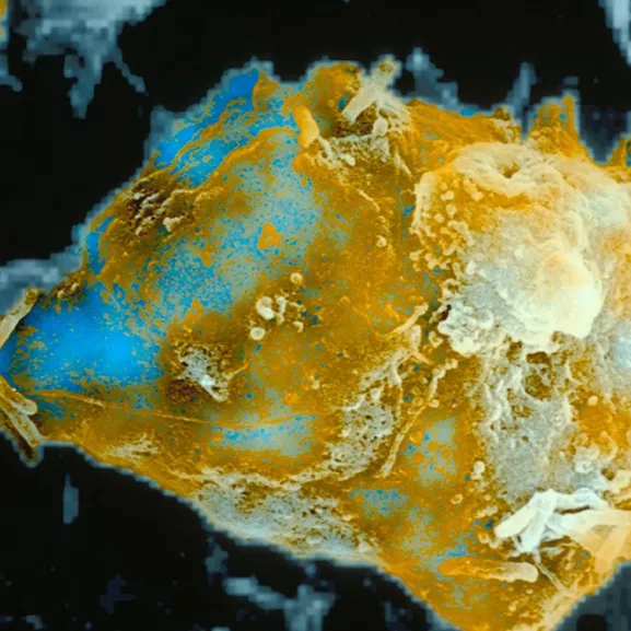 Photo de microscopie, immunolgie Institut Pasteur